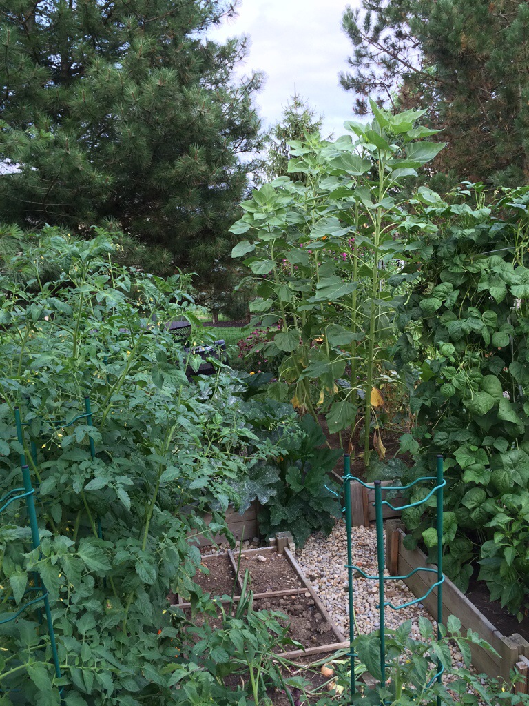 Tomatoes, Sunflowers and Green Beans